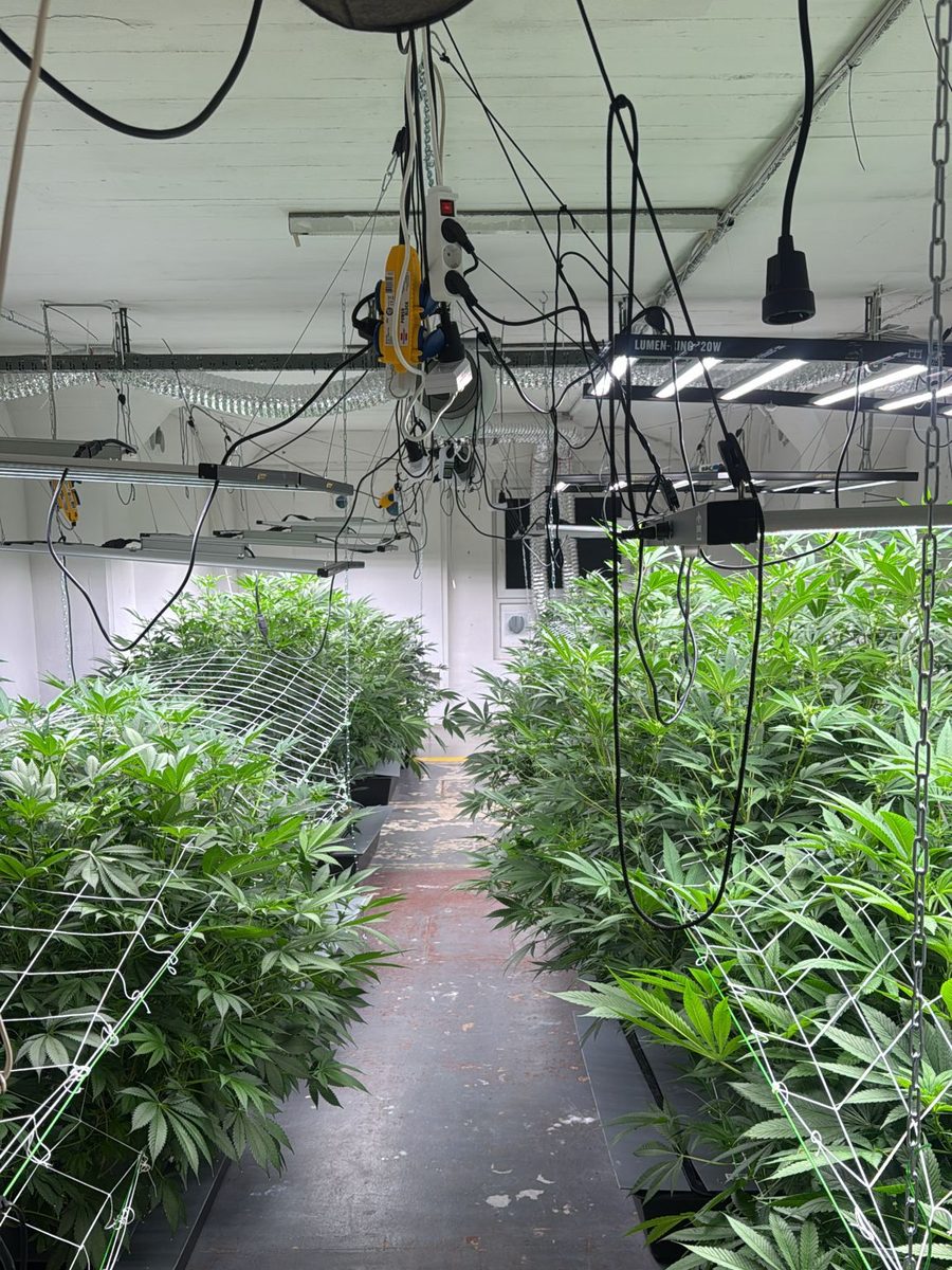 Gang zwischen zwei Pflanzreihen in einem Anbauraum der Highsociety Erfurt e.V. Über den Pflanzen Rankgitternetze, an der Decke LED Leuchten und Kabel.