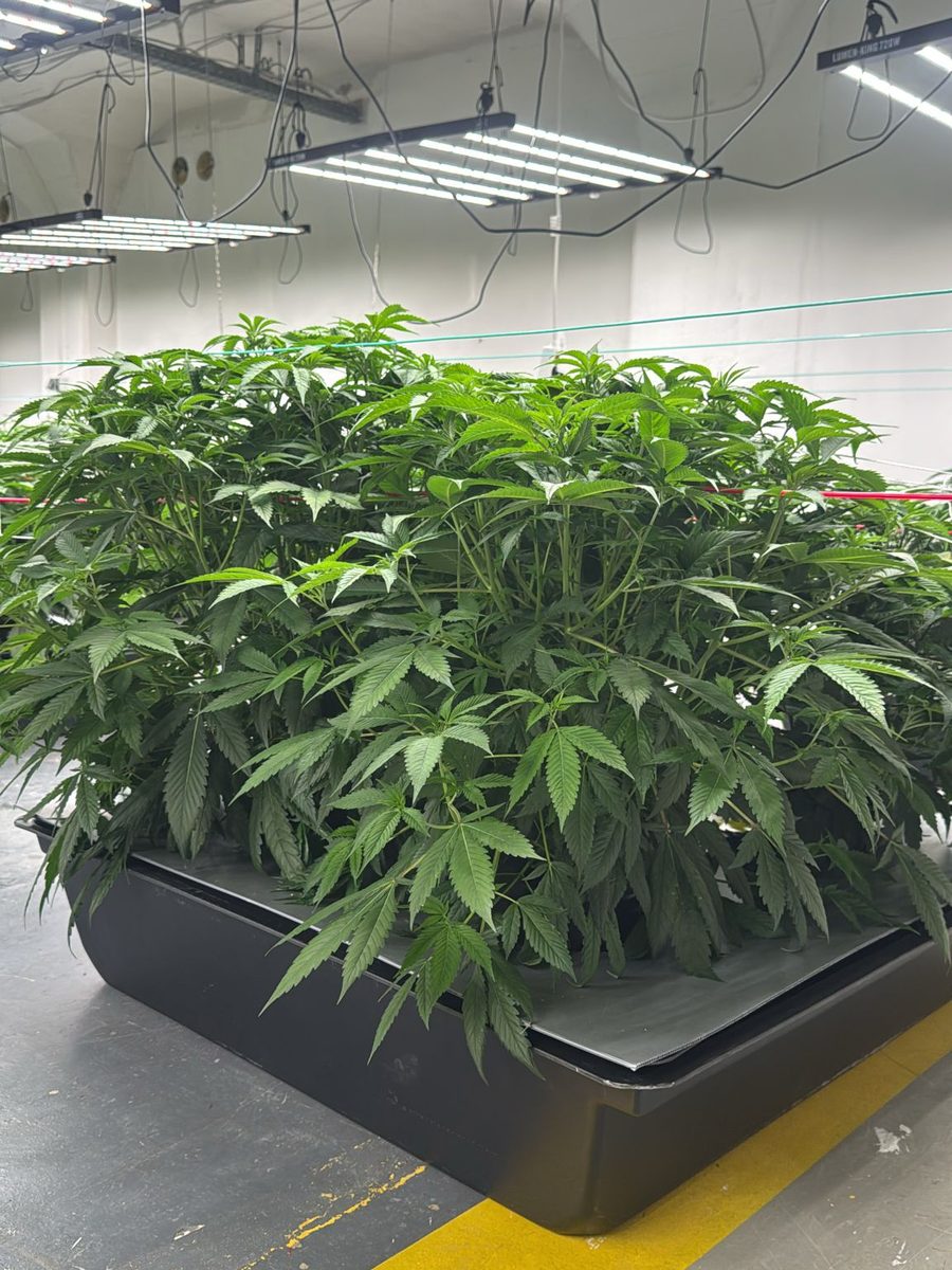 Anbausystem mit Pflanzen im Wachstum in einem Anbauraum der Highsociety Erfurt e.V., darüber LED Leuchten.