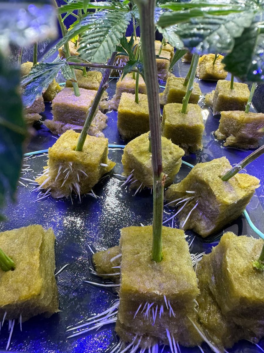 Bewurzelte Stecklinge in Steinwollwürfeln auf einer Anzuchtplatte, aus den Würfeln treten weiße Wurzeln aus.